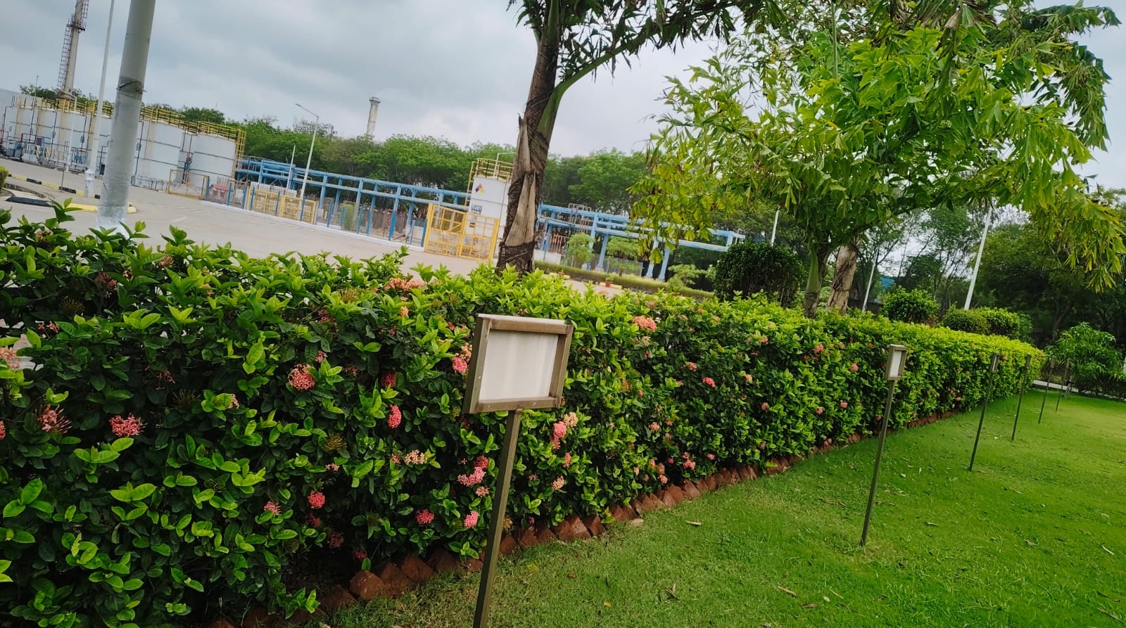 Plant