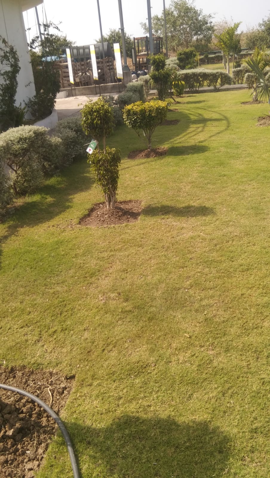 Plant