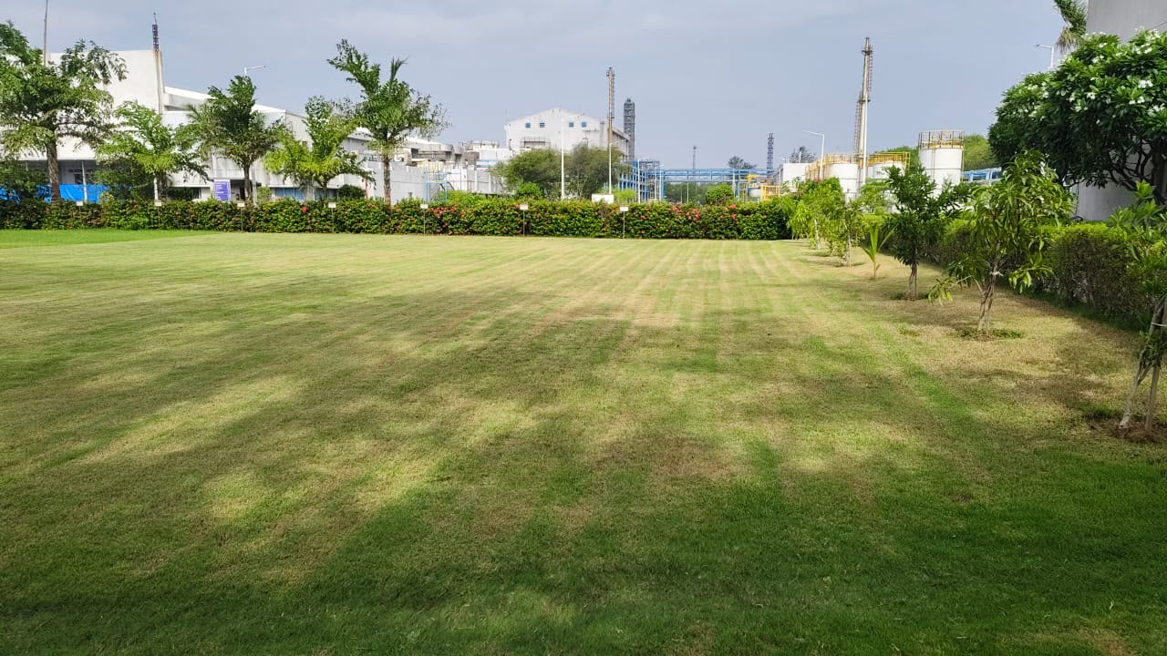 Plant